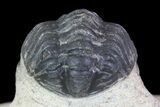Bargain, Reedops Trilobite Fossil - Good Eye Facets #68652-3